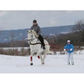 Skijöring hinter und Pferd Stunde fahren (Okr. Decin), Region: Usti Nad Labem