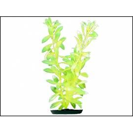 Pflanzen Hygrophila Meer 38 cm 1pc (101-PP1543)